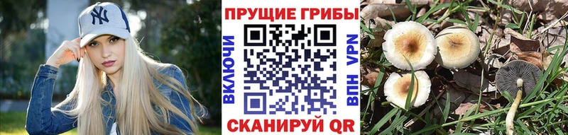 Галлюциногенные грибы Cubensis  Лобня 